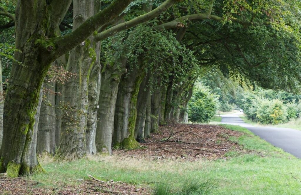 wonen in het groene hart